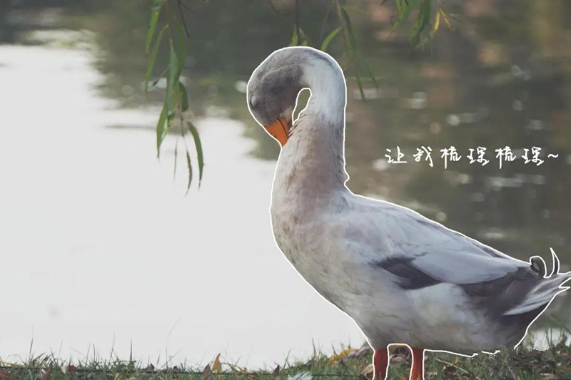 開學(xué)了，一起來尋找校園里隱藏的小驚喜吧